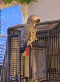 Lost African Grey