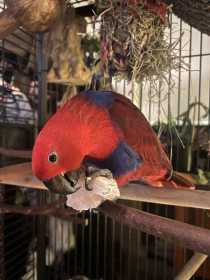 Lost Eclectus