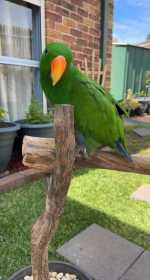 Lost Eclectus