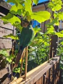 Lost Conure