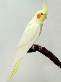 Lost Cockatiel