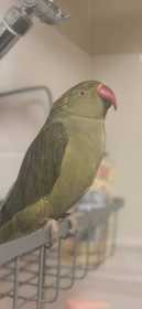 Lost Indian Ringneck Parakeet