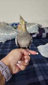 Lost Cockatiel