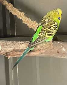 Lost Budgerigar