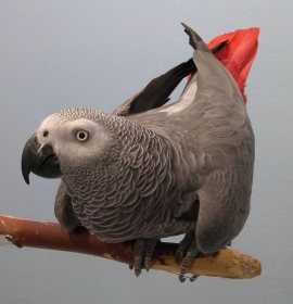 Lost African Grey