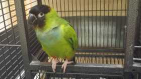 Lost Nanday / Black-Hooded Parakeet