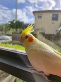 Lost Cockatiel