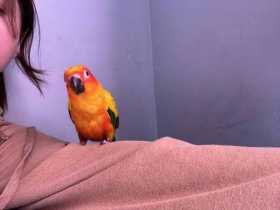 Lost Conure