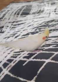 Lost Cockatiel