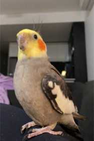 Lost Cockatiel