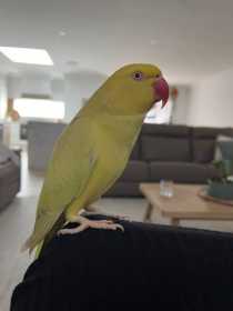 Lost Indian Ringneck Parakeet