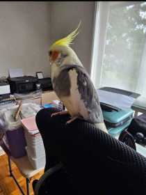 Lost Cockatiel