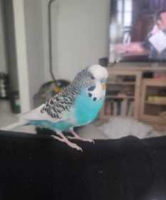 Lost Budgerigar