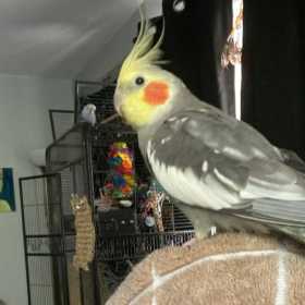 Lost Cockatiel