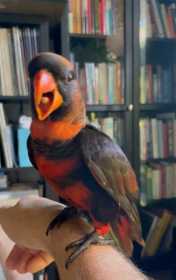 Lost Lory / Lorikeet