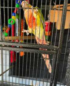 Lost Conure