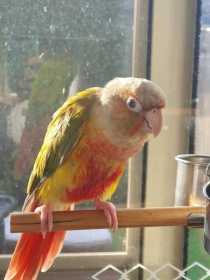 Lost Conure