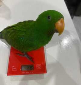 Lost Eclectus