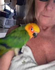 Lost Conure