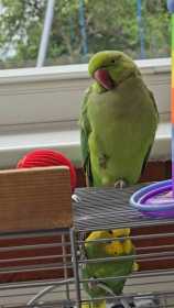 Lost Indian Ringneck Parakeet