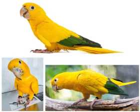 Lost Conure