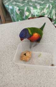 Lost Lory / Lorikeet