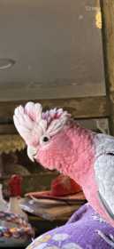 Lost Galah Cockatoo