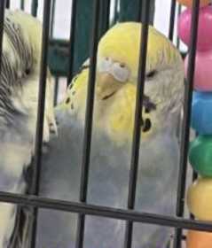 Lost Budgerigar