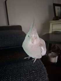 Lost Cockatiel