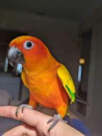 Lost Conure