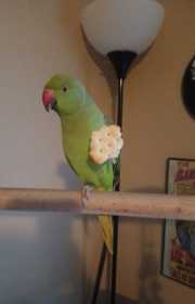 Lost Indian Ringneck Parakeet