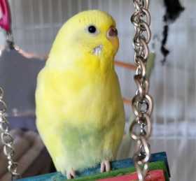 Lost Parakeet