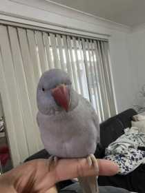 Lost Indian Ringneck Parakeet