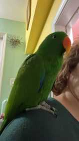 Lost Eclectus