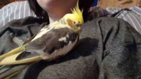 Lost Cockatiel