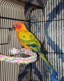 Lost Conure