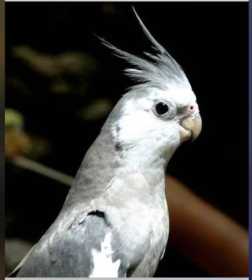 Lost Cockatiel