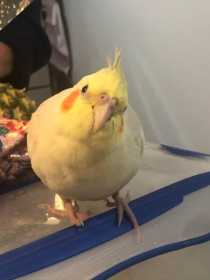 Lost Cockatiel