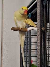 Lost Indian Ringneck Parakeet