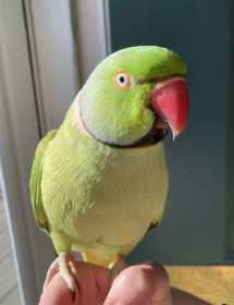 Lost Indian Ringneck Parakeet