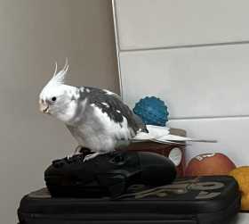 Lost Cockatiel