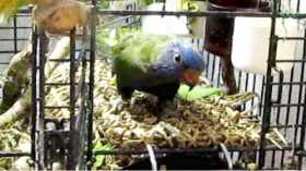 Lost Lory / Lorikeet