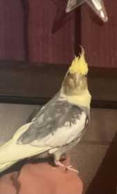 Lost Cockatiel