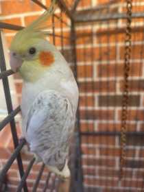 Lost Cockatiel