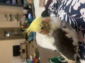 Lost Cockatiel