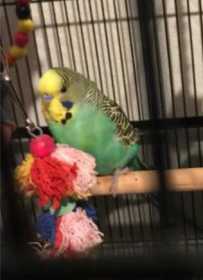 Lost Budgerigar