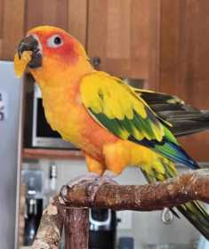 Lost Conure