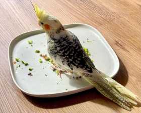 Lost Cockatiel