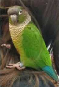 Lost Conure