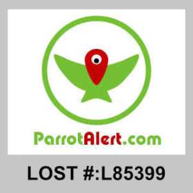 Lost Cockatiel